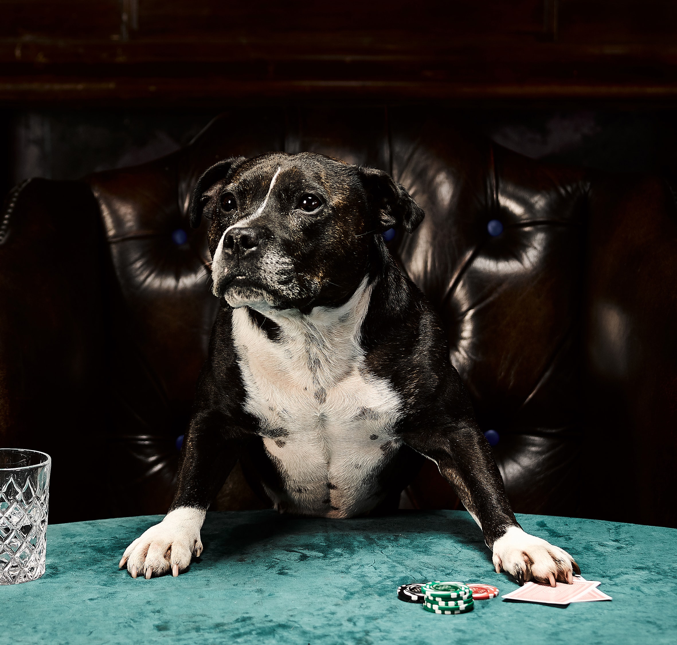 Dog playing poker