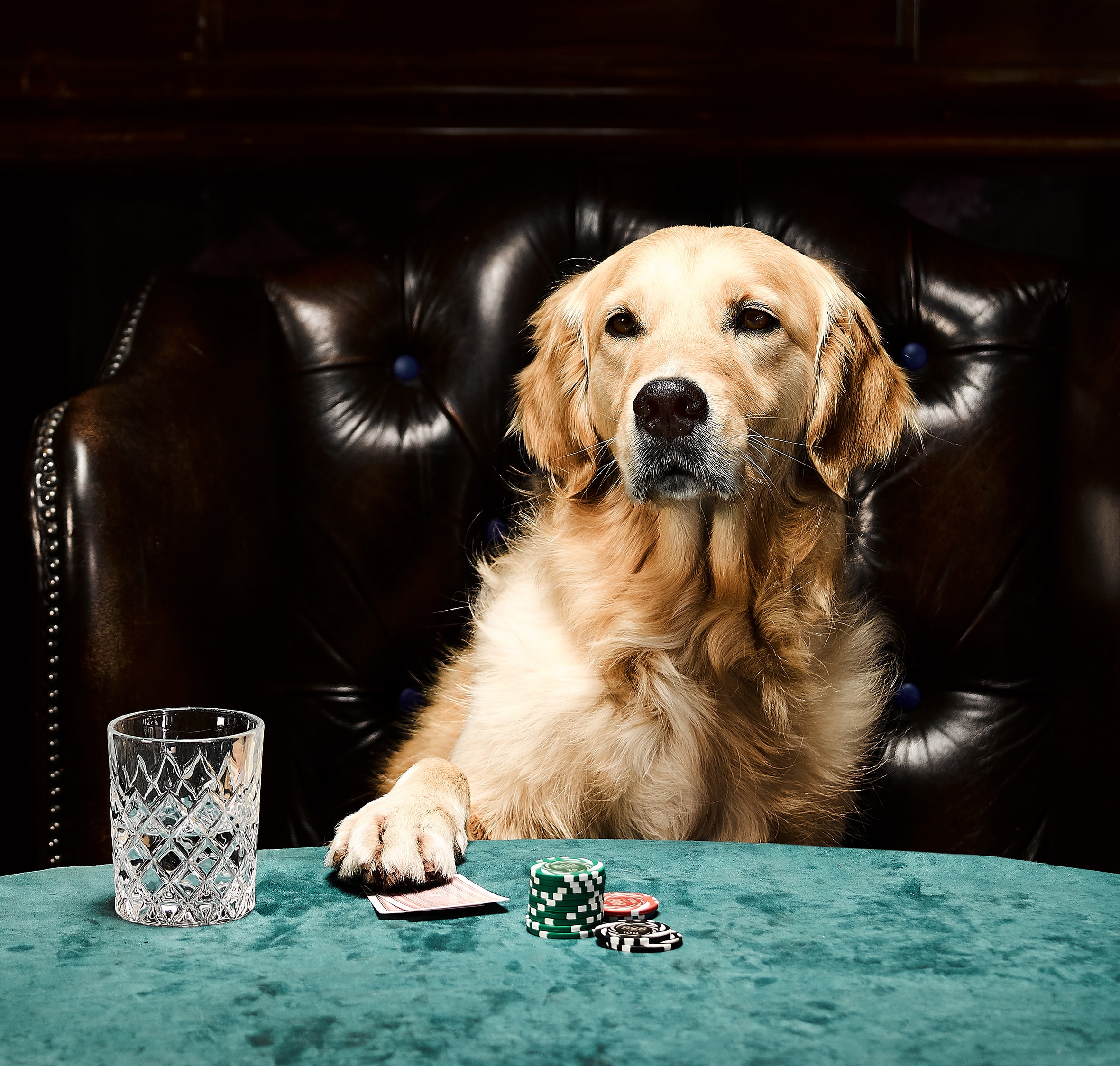 Dog playing poker 2