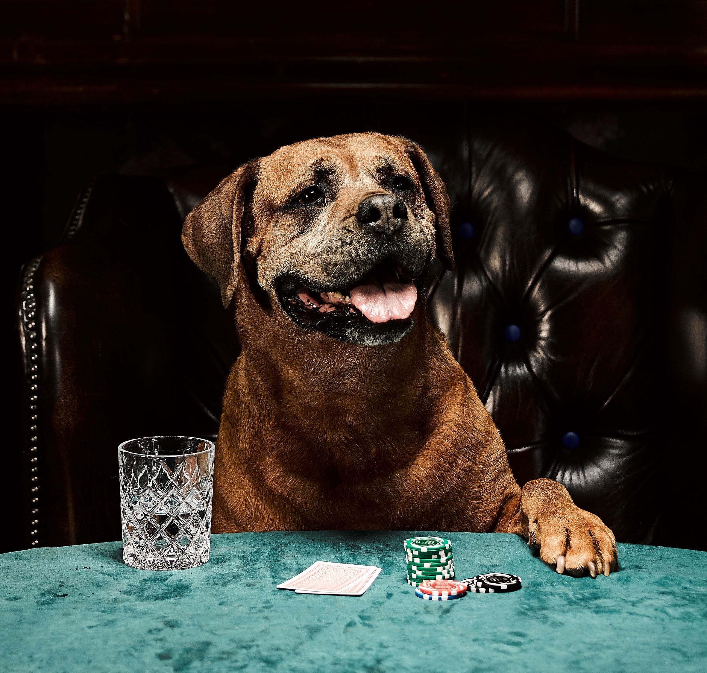 Dog playing poker 3