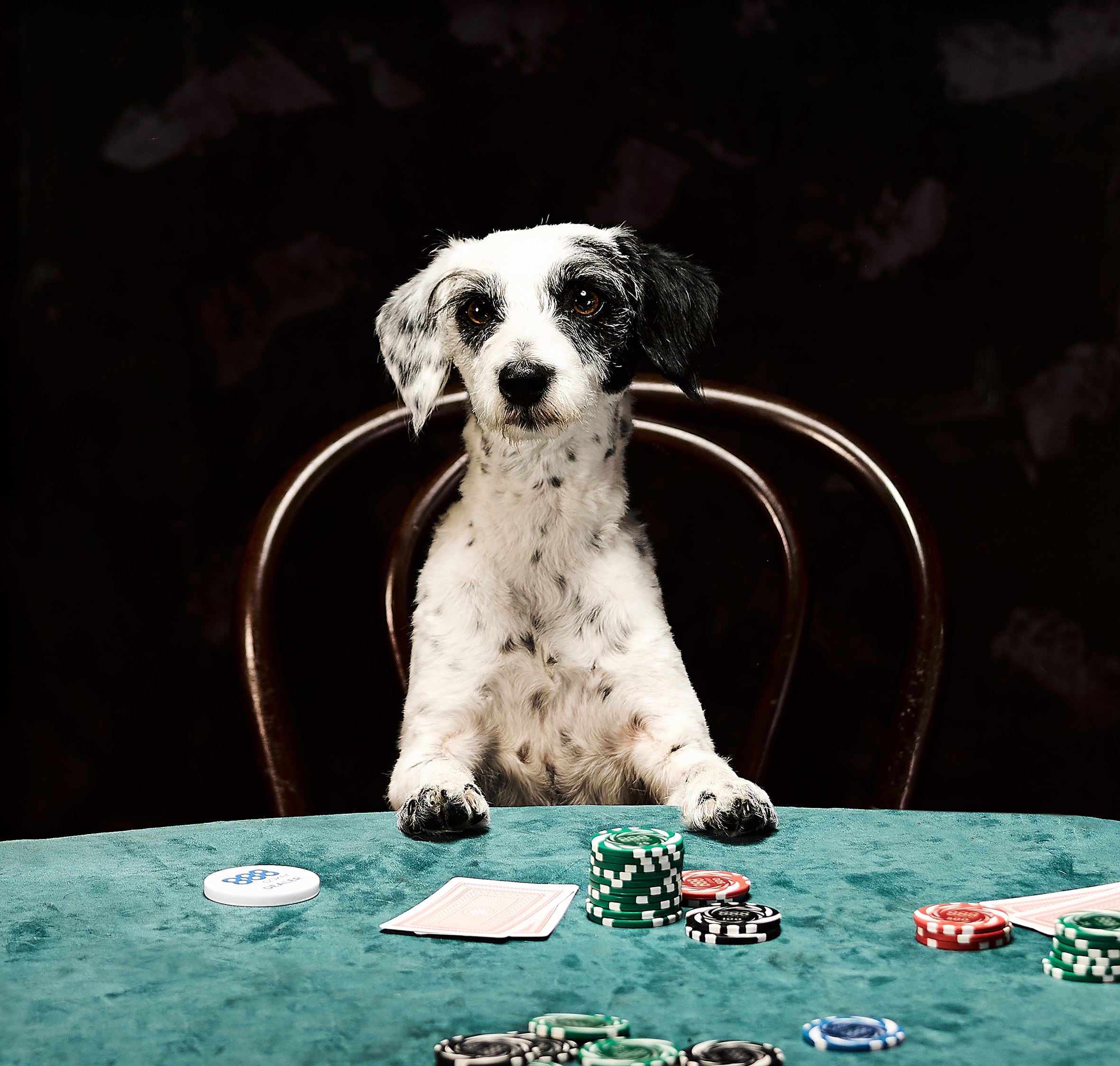 Dog playing poker 4