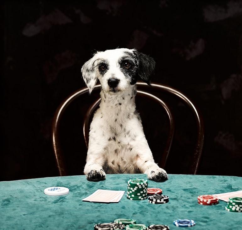 vbet poker