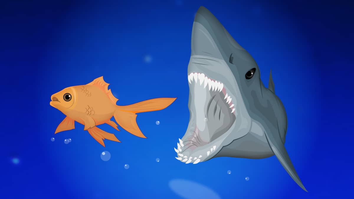 shark chasing a smaller fish