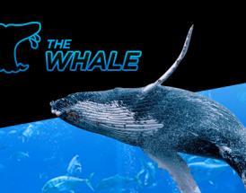 888poker the whale