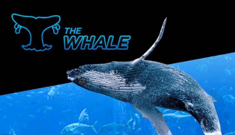888poker the whale